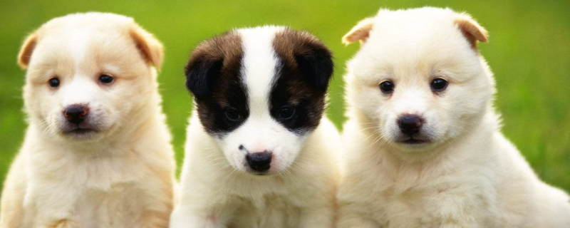 How long does it take for a dog to be dewormed after vaccination