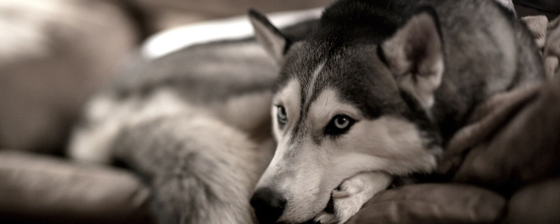 How to induce vomiting in a dog
