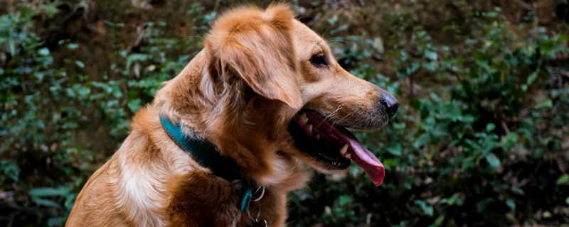 Where do the bugs go after the dog is dewormed?