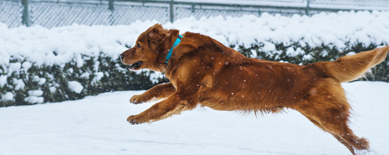 What does a dog howling mean?
