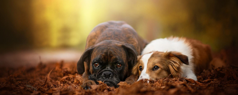 What's the matter with dogs eating dirt?
