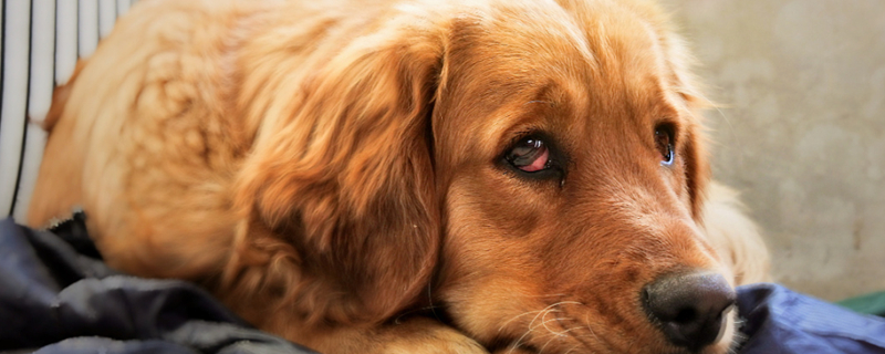 What's the matter with the male dog peeing blood?