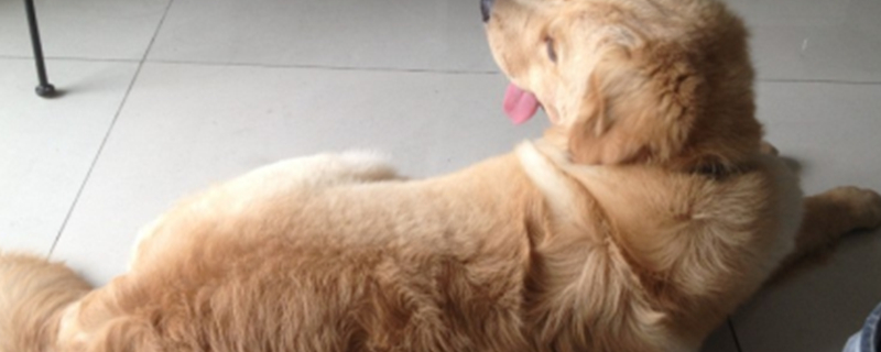 What to do if the dog can't poop