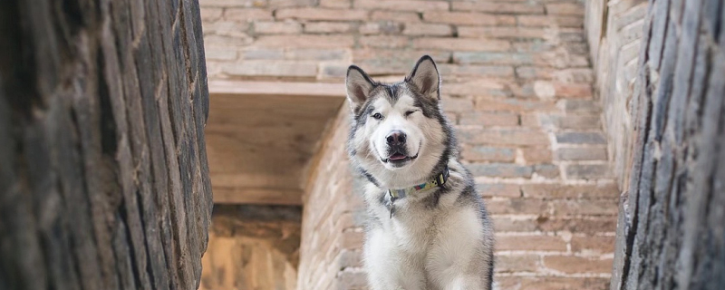 Can Dogs Eat Coconut Meat?