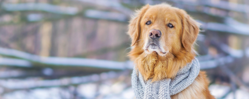 Are dogs afraid of cold in winter?
