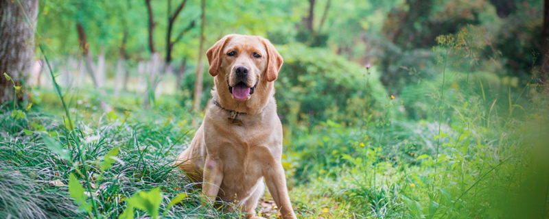 what does a dog's whiskers do