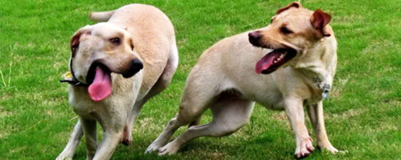 What to do if the dog fights and won't let go
