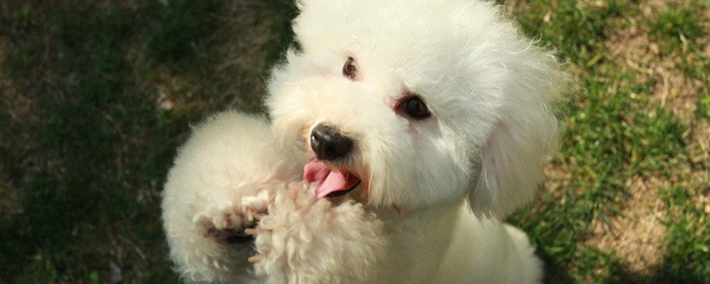 Do puppies usually have rabies?