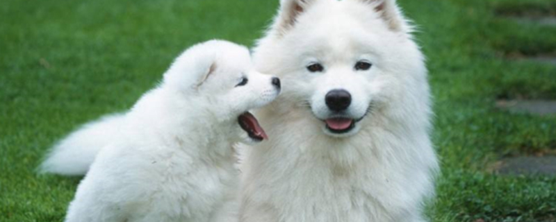 Can Dogs Eat Taro? Can Dogs Eat Taro?