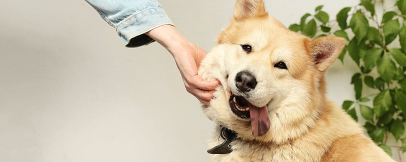 Can dogs eat egg whites and egg yolks?