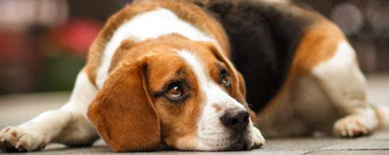 What causes shortness of breath in dogs