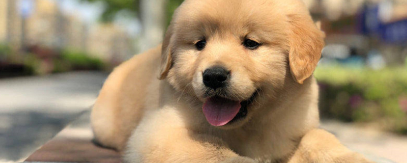can dogs eat cheese