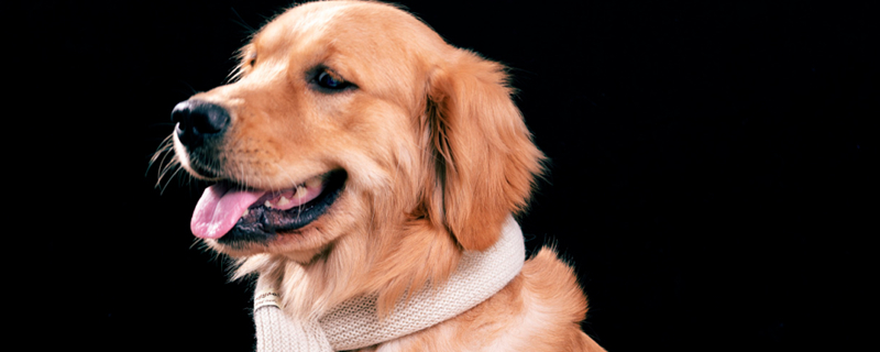Can Dogs Eat Onions?