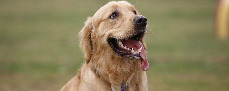 Can Dogs Eat Banlangen Granules?