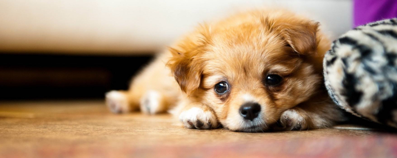 Can a dog recover after being hit by a car and can't stand up?