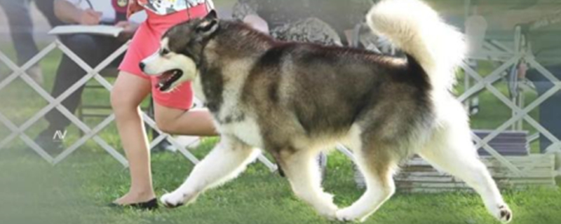 What to do if a dog's toenail is broken and bleeding