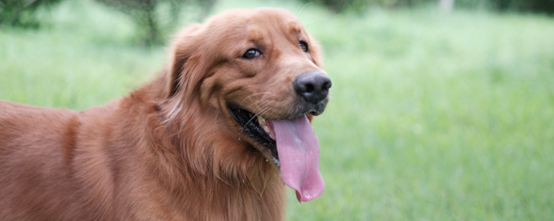 Will a dog die from eating desiccant?