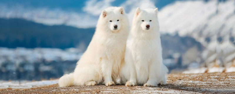 Is it cold for Samoyed to sleep on the ground in winter?