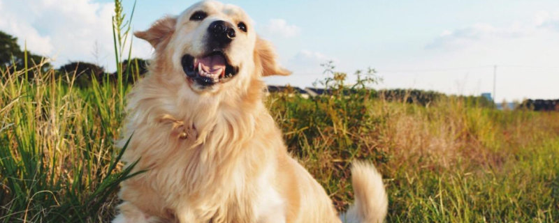 Are dog ear mites contagious to humans?