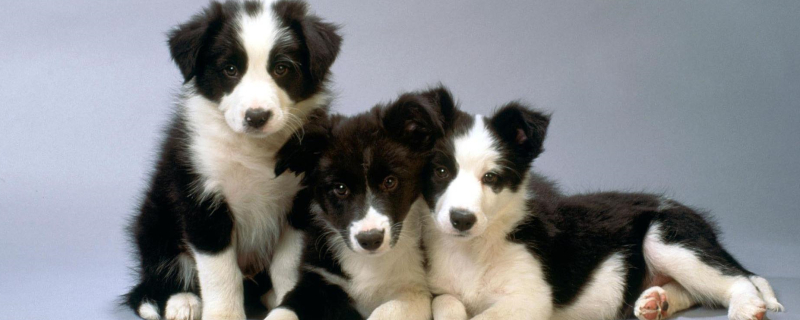 What to do if the puppy keeps barking at night