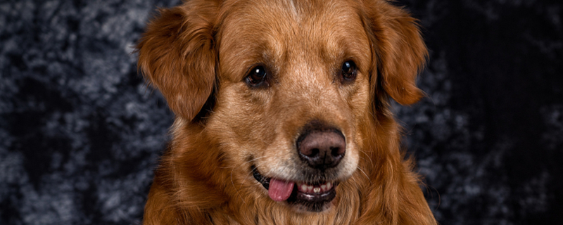 What to do if the puppy has a cold, cough, sneeze and runny nose