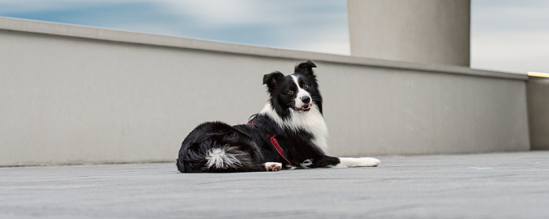 Can a puppy be fed artificially for three days after birth?