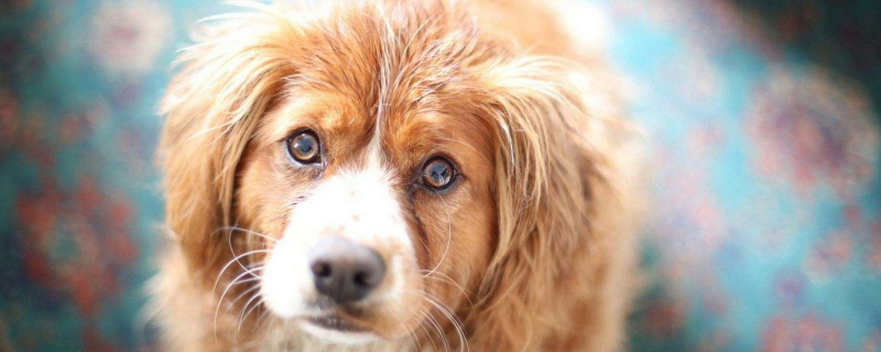 What to do if your dog eats chocolate What to do if your dog eats chocolate