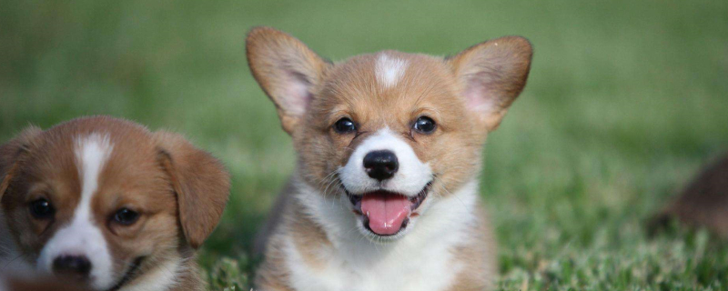 Can Dogs Eat Citrus?
