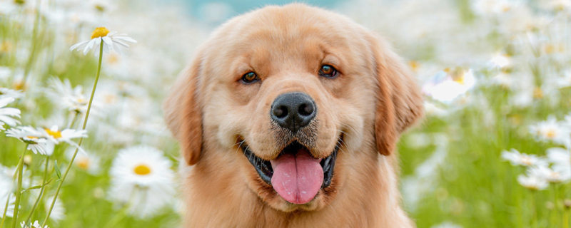 Can dogs eat bacon?