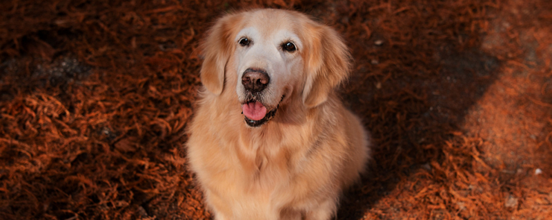 Can dogs eat melon seeds? Why?
