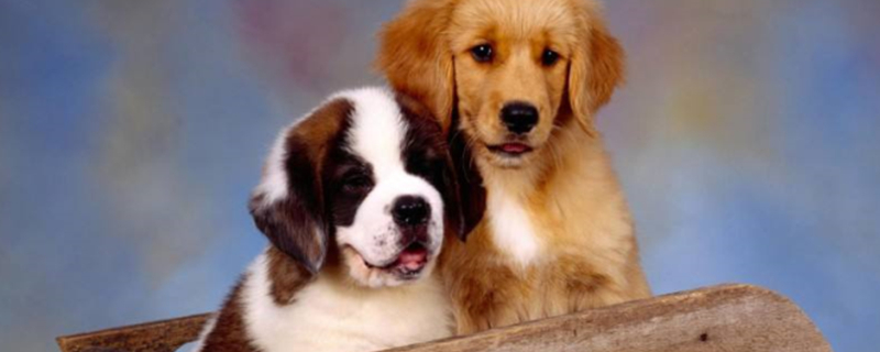 can dogs eat bananas