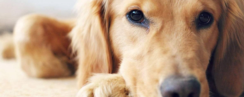 What to do if your dog has a stuffy nose? How to treat a dog with a stuffy nose