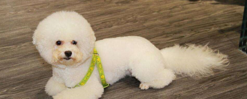 What do Teddy always call at night?