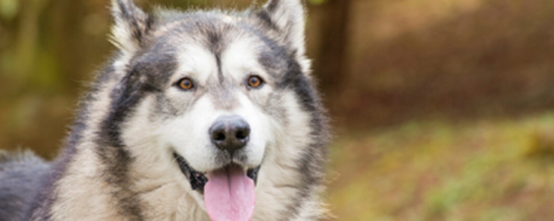 Why Do Dogs Eat Poop?