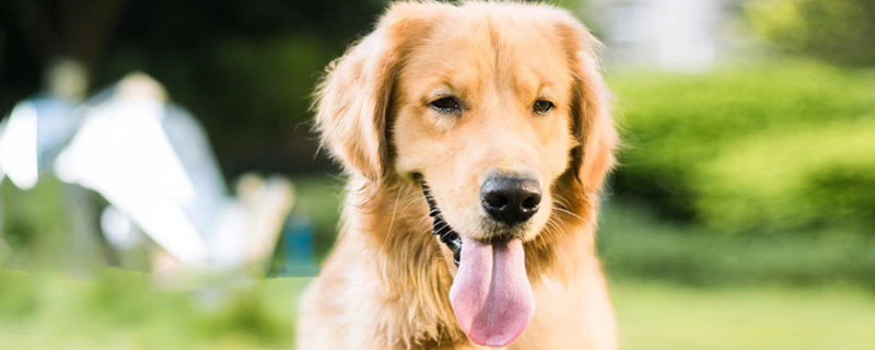 Can Dogs Eat Grapefruit?