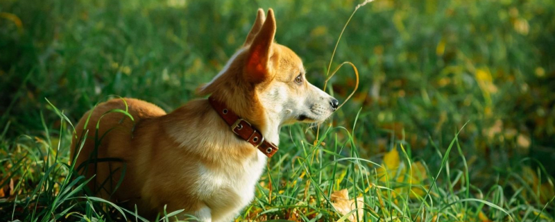 Can dogs eat chocolate?