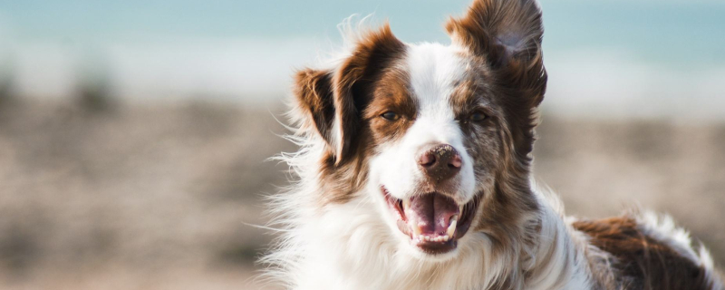 How to treat puppies vomiting white slender worms