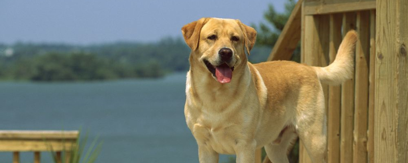 What to do if the dog keeps barking