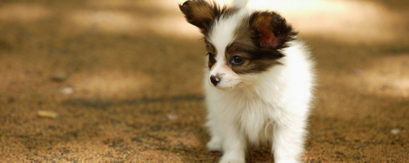Can Dogs Eat Macadamia Nuts?