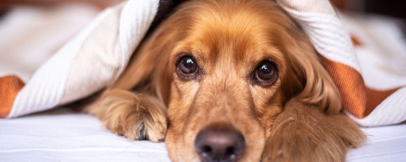 What to do if a dog turns its bowels