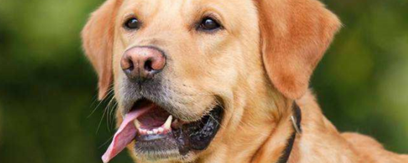 Why Do Dogs Breathe Fast When Sleeping?