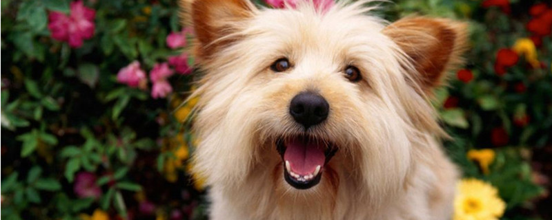 Can dogs eat water chestnuts?