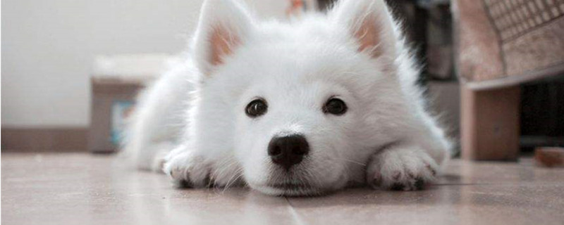 can dogs eat rice