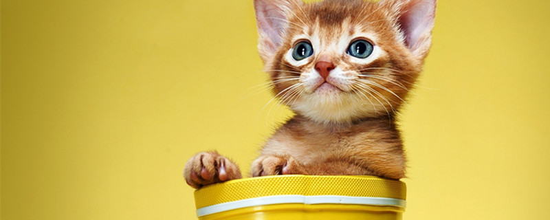 How long can feline diarrhoea live without treatment