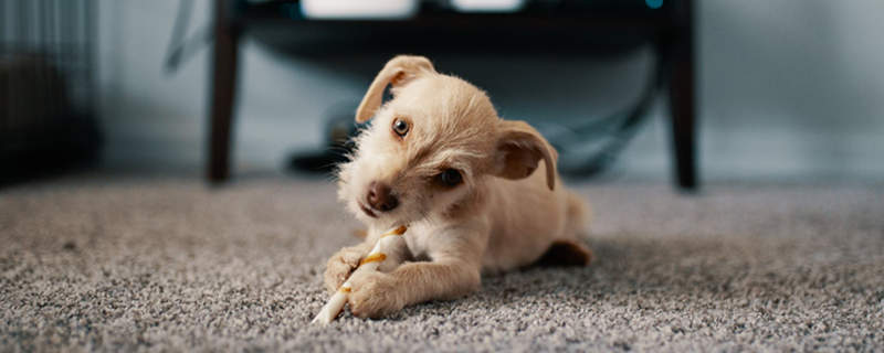What to do if your dog swallows a bone