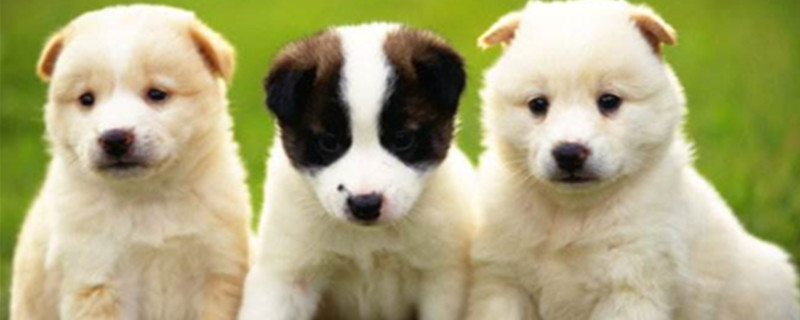 Can puppies eat chocolate