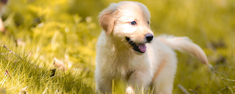How Do Dogs Get Parvo?