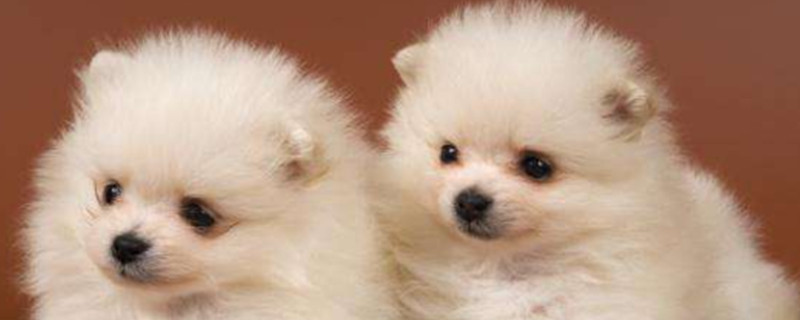 Why do dogs vomit?