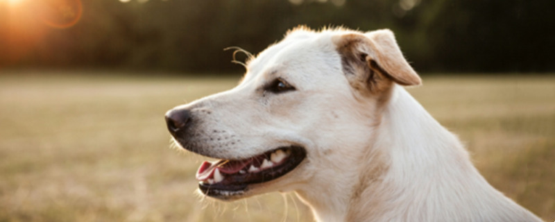 How to help dogs with gastroenteritis at home