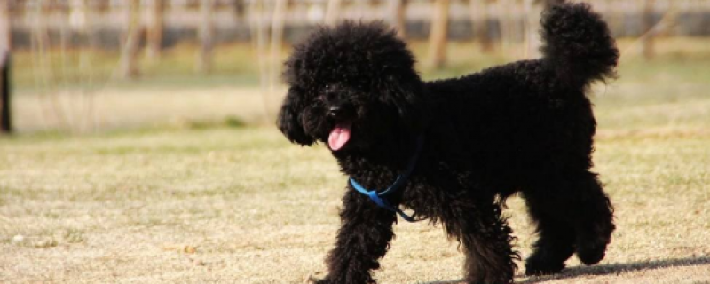 Characteristics of the Black Poodle